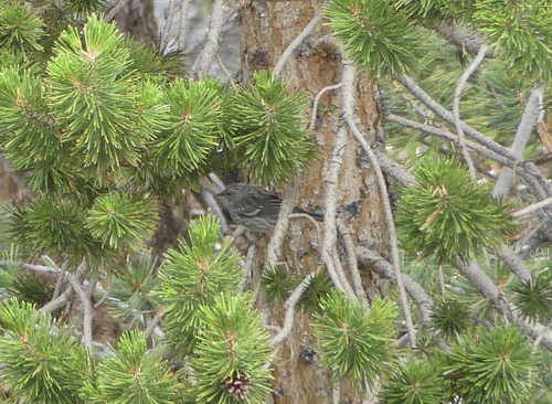iNaturalist observation photo of Yellow-rumped Warbler