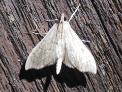 Sericoplaga externalis