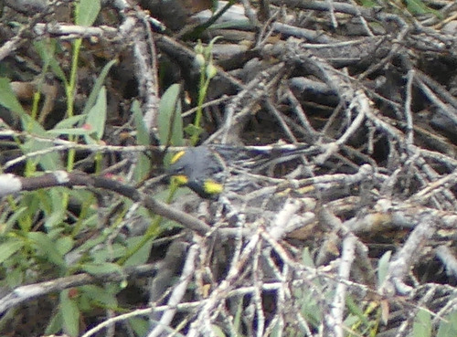 iNaturalist observation photo of Yellow-rumped Warbler