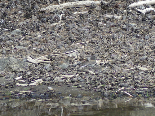 iNaturalist observation photo of Dark-eyed Junco