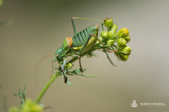 Lluciapomaresius stalii