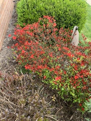 Rhododendron flammeum