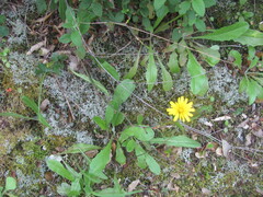 Leontodon tuberosus, photograph (c) zebedeugalinha, some rights reserved (CC BY)