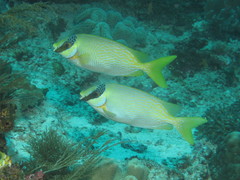 Siganus puellus