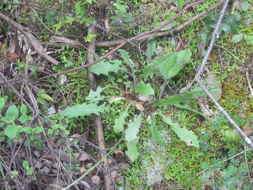 Leontodon tuberosus, photograph 1