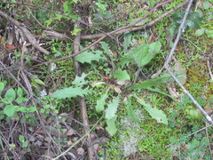 Leontodon tuberosus, photograph (c) zebedeugalinha, some rights reserved (CC BY)