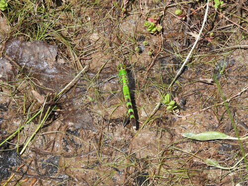 Eastern pondhawk