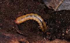Dendroides canadensis