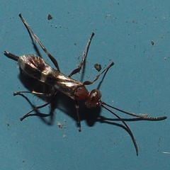 Gelis tenellus