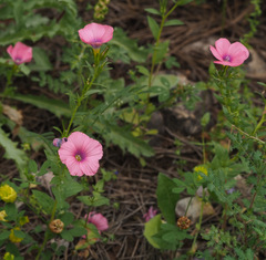 Linum pubescens