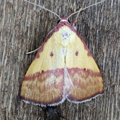 Phytometra rhodarialis