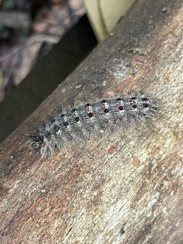 Spongy Moth