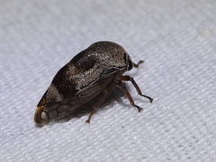 Xantholobus nigrocinctus