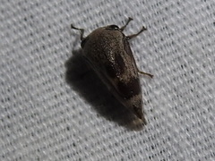 Xantholobus nigrocinctus