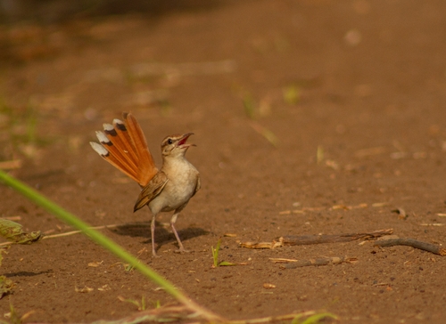 Rufous-tailed Scrub-Robin