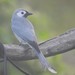 Ashy Drongo (White-Cheeked) - Photo (c) Utain Pummarin, some rights reserved (CC BY-NC), uploaded by Utain Pummarin