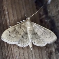 Psara obscuralis