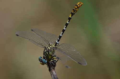 Small Pincertail