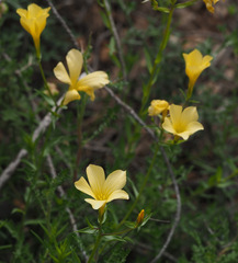 Linum mucronatum