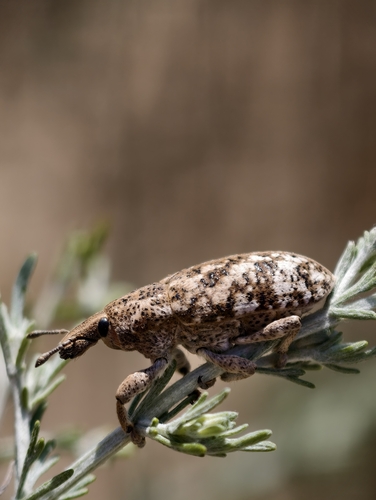 Cyphocleonus dealbatus