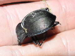 Scaphinotus elevatus