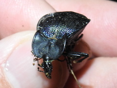 Scaphinotus elevatus