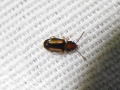 Laemophloeus terminalis