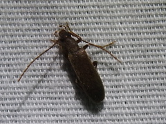 Sparedrus aspersus