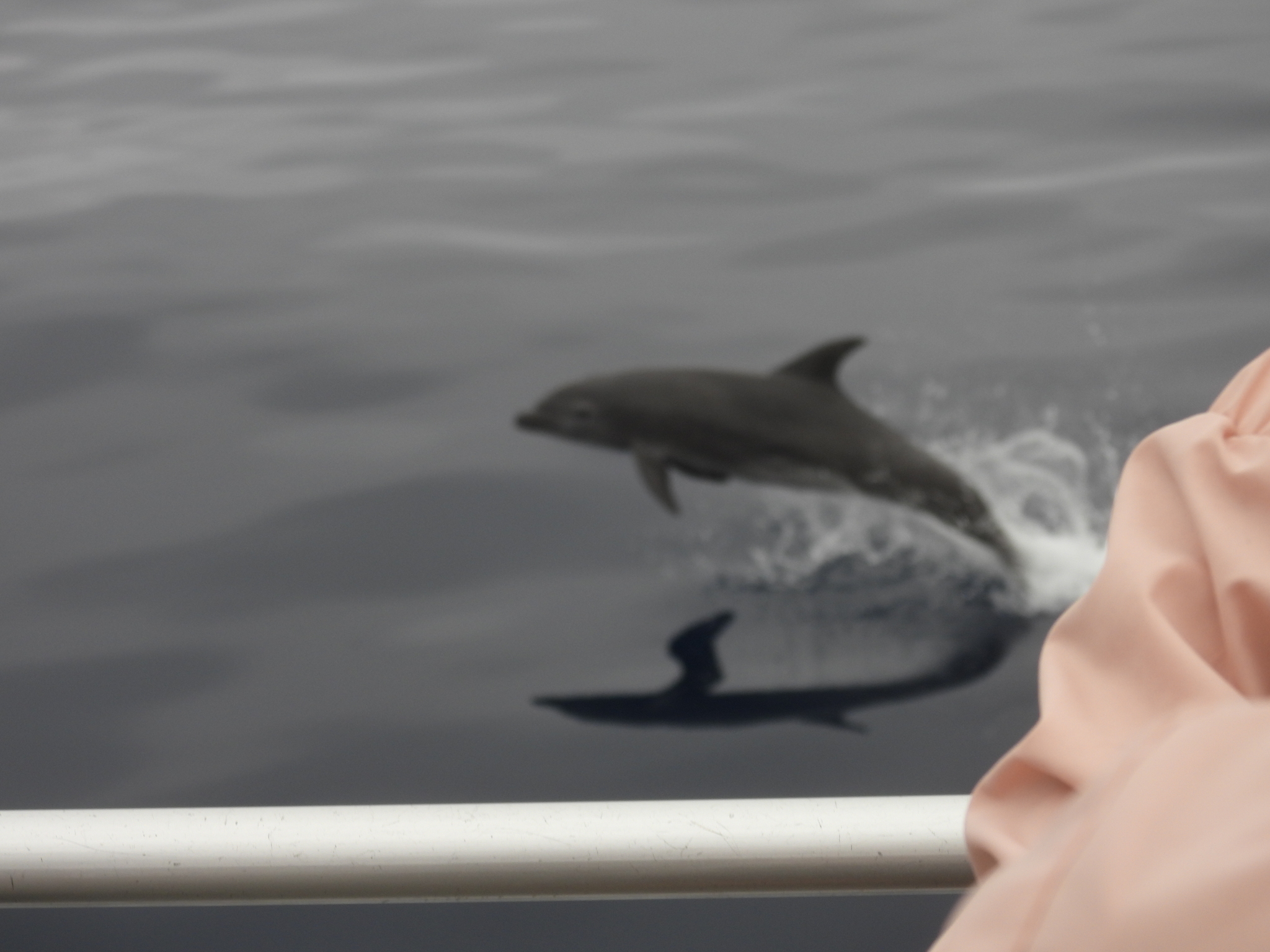 Tursiops truncatus