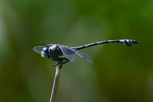 Bladetail