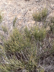 Ephedra torreyana