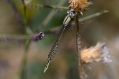 Goblet-marked Damselfly