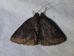 Matigramma pulverilinea