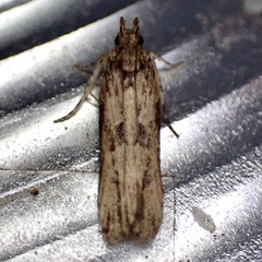 Prostomeus brunneus