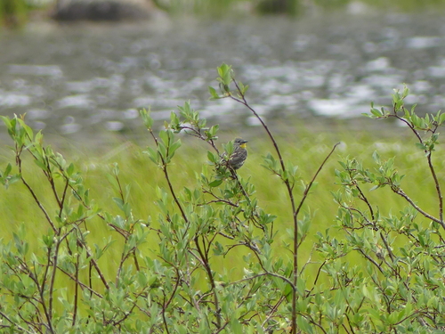 iNaturalist observation photo of Yellow-rumped Warbler