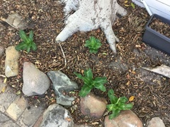 Veltheimia