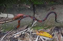 Micrurus dumerilii colombianus