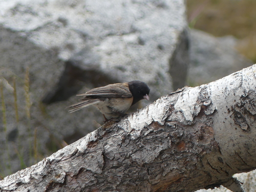 iNaturalist observation photo of Dark-eyed Junco