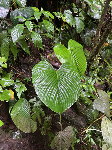 Philodendron grandipes observed 2026-07-20