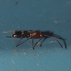 Gelis tenellus