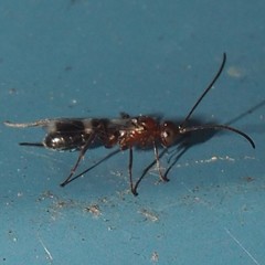 Gelis tenellus