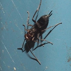 Gelis tenellus