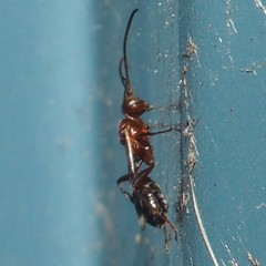 Gelis tenellus
