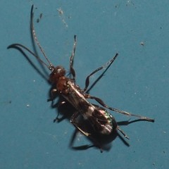 Gelis tenellus
