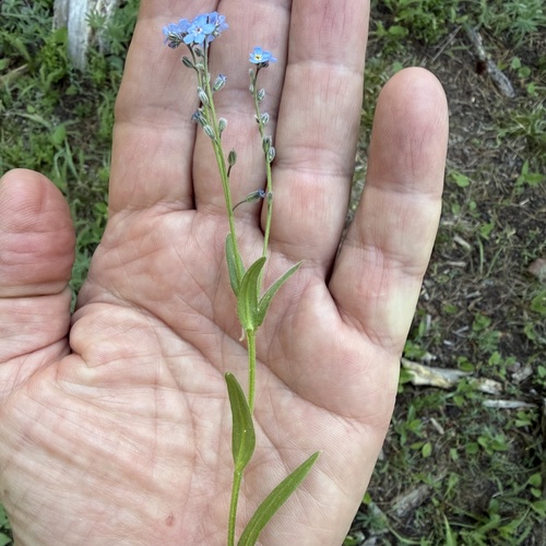 Myosotis asiatica, photograph 6