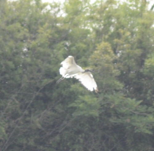 iNaturalist: (c) Eleonora, some rights reserved (CC BY-NC), uploaded by Eleonora iNaturalist image