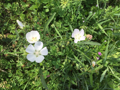 Callirhoe alcaeoides