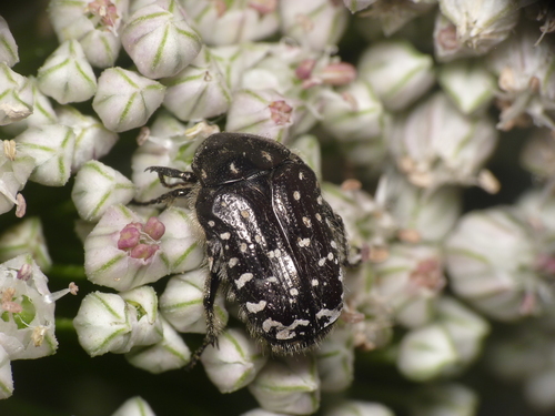 Mediterranean Spotted Chafer