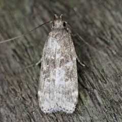 Helcystogramma melantherella