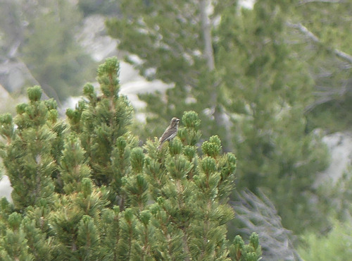 iNaturalist observation photo of American Rosefinches